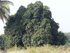 Artocarpus heterophyllus