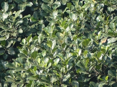 Artocarpus heterophyllus