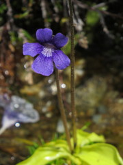 Pinguicula grandiflora