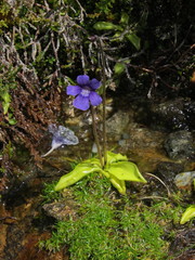 Pinguicula grandiflora