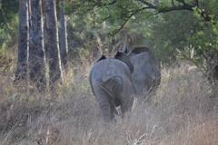 Loxodonta