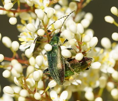 Lepturidea viridis