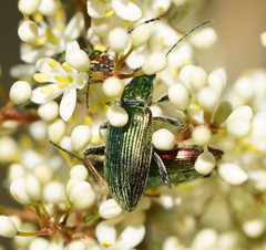 Lepturidea viridis