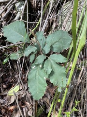 Cupaniopsis tomentella
