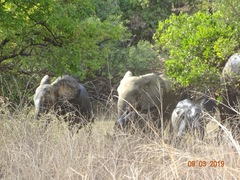 Loxodonta