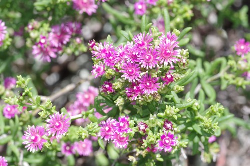 Mestoklema albanicum