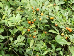 Zanthoxylum asiaticum