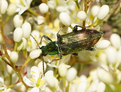 Lepturidea viridis