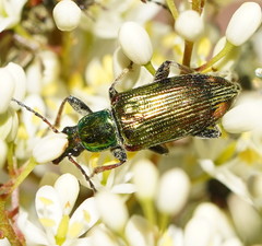 Lepturidea viridis