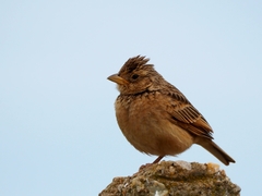 Mirafra javanica