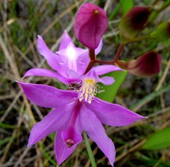 Calopogon tuberosus tuberosus
