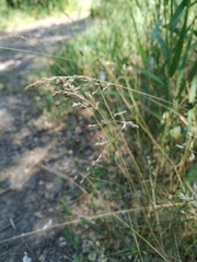 Poa angustifolia