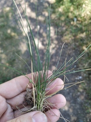 Poa angustifolia
