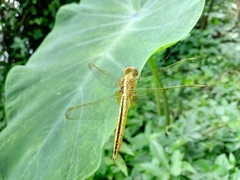 Crocothemis servilia