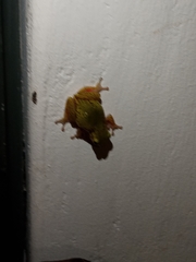 Hyperolius kivuensis