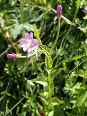 Epilobium duriaei