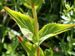 Epilobium duriaei