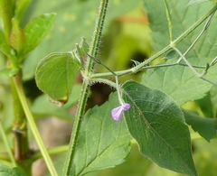 Dicliptera paniculata