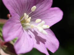 Epilobium duriaei