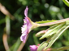 Epilobium duriaei