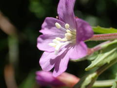 Epilobium duriaei