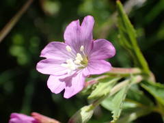 Epilobium duriaei