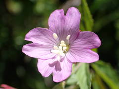 Epilobium duriaei