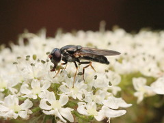 Cheilosia soror