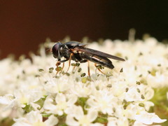 Cheilosia soror