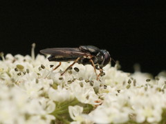 Cheilosia soror
