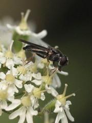 Cheilosia soror
