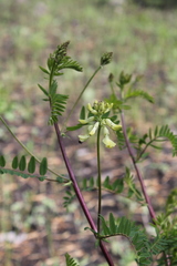 Astragalus membranaceus