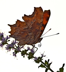 Polygonia egea