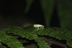 Nymphargus siren