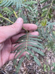 Acacia irrorata