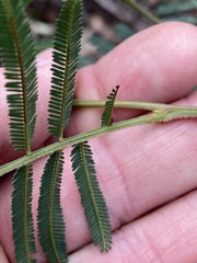 Acacia irrorata