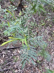 Acacia irrorata