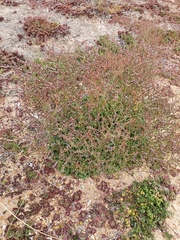 Limonium companyonis