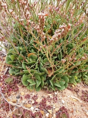 Limonium companyonis