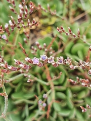 Limonium companyonis