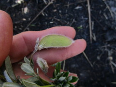 Podalyria buxifolia