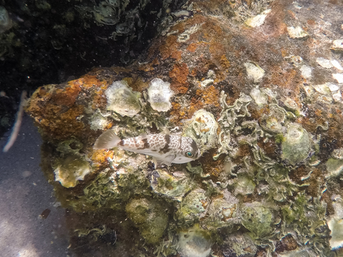 Halstead's toadfish (Reicheltia halsteadi) — Tetraodontidae — 5