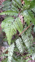 Arachniodes chinensis