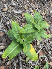 Leichhardtia lloydii
