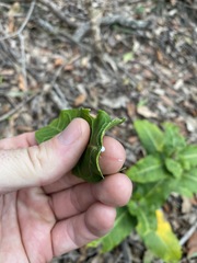 Leichhardtia lloydii