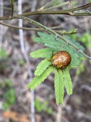 Paropsis variolosa