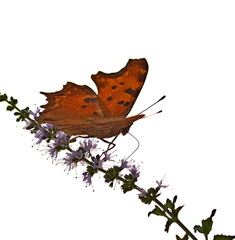 Polygonia egea
