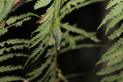 Nymphargus siren
