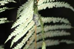 Nymphargus siren