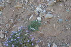 Oxytropis merkensis